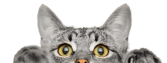 Gato asomándose