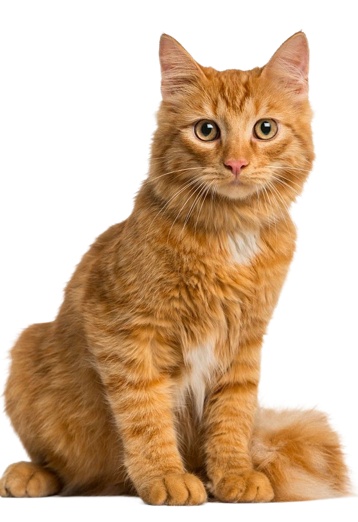 Gato
